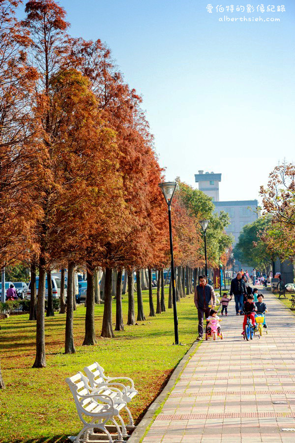 桃園落羽松推薦．玉山公園落羽松（桃園市區公園內的秋金黃冬褐紅林蔭大道） @愛伯特