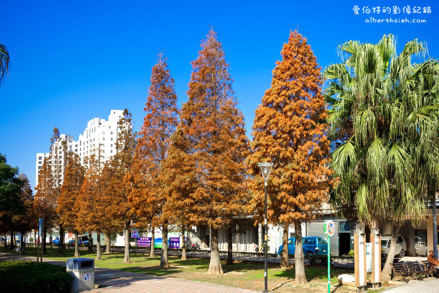 桃園落羽松推薦．玉山公園落羽松（桃園市區公園內的秋金黃冬褐紅林蔭大道） @愛伯特