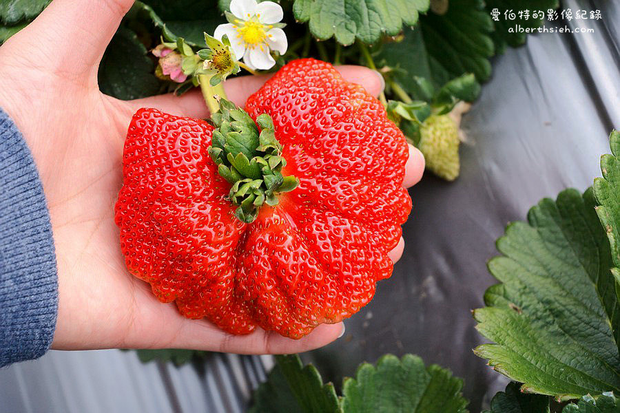 苗栗大湖．如意高架牛奶草莓（巴掌大的草莓飽水度跟口感超讚） @愛伯特