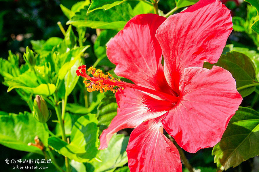 大溪河濱公園．桃園親子景點（腹地廣大的綠地公園以及共融式遊具兒童遊樂場） @愛伯特