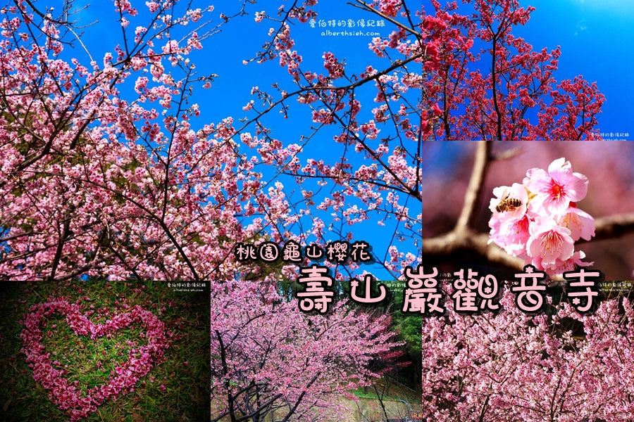 2016台灣燈會在桃園．一日遊（壽山巖祈福賞櫻花、虎頭山奧爾森林學堂、坑口社區彩繪村、卡司蒂拉樂園、華泰名品城） @愛伯特