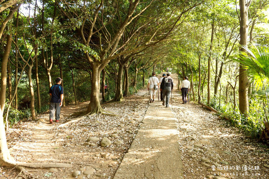 虎頭山公園．桃園親子景點（桃園的後花園運動健身賞桐花） @愛伯特