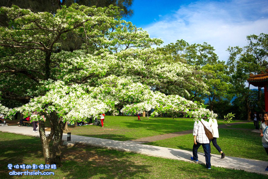 2024北區水資源局大草坪．桃園龍潭景點（石管局賞四月雪流蘇花放風箏野餐去） @愛伯特