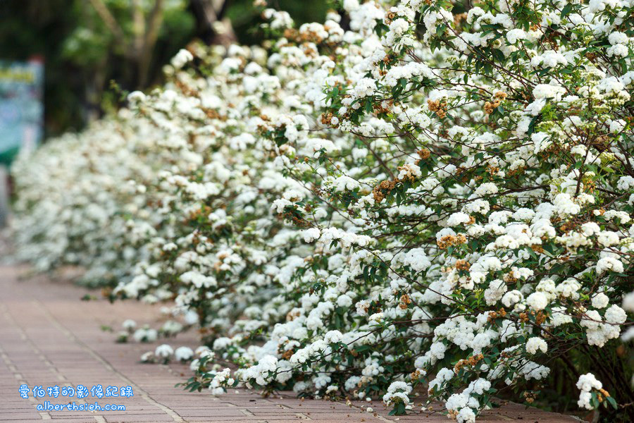 社子支渠流蘇步道．桃園平鎮景點（流蘇花&#038;麻葉繡球四月雪景觀步道） @愛伯特