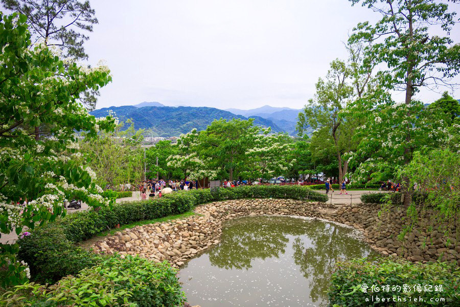 苗栗銅鑼．桐花公園客家大院（親子野餐賞桐好去處）4/20花況 @愛伯特