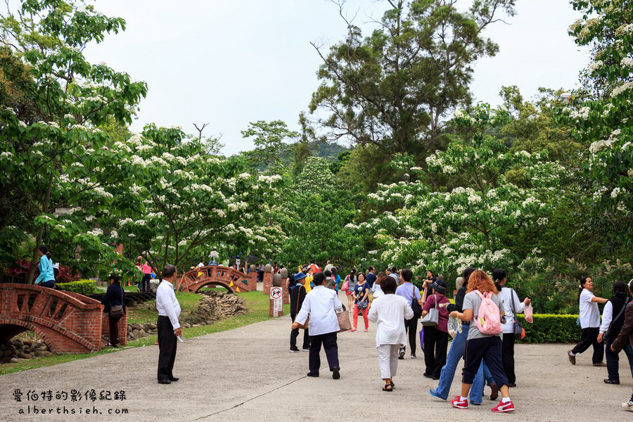 苗栗銅鑼．桐花公園客家大院（親子野餐賞桐好去處）4/20花況 @愛伯特