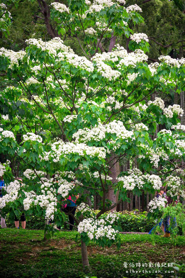 苗栗銅鑼．桐花公園客家大院（親子野餐賞桐好去處）4/20花況 @愛伯特