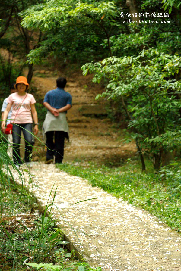 虎頭山公園．桃園親子景點（桃園的後花園運動健身賞桐花） @愛伯特