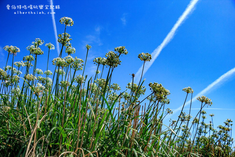 桃園大溪．韭菜花田（韭月雪之台灣版雪白美景） @愛伯特