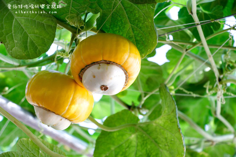 2015台中新社花海&#038;國際花毯節（數大便是美，壯觀繽紛的美麗花海） @愛伯特