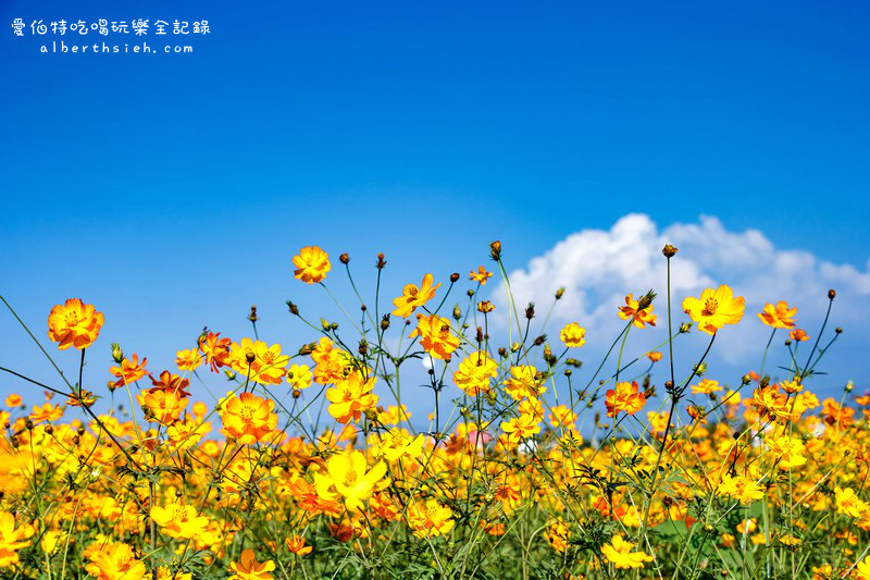 2015台中新社花海&#038;國際花毯節（數大便是美，壯觀繽紛的美麗花海） @愛伯特