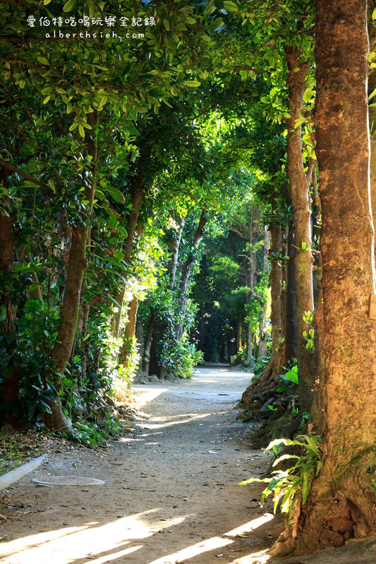 '沖繩自駕自由行．備瀨樹蔭林道