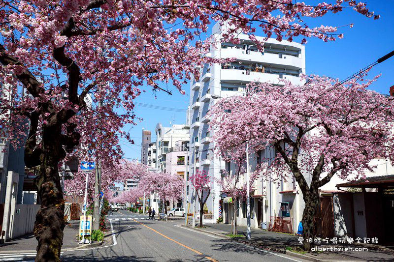 名古屋櫻花．地鐵高岳站泉二丁目（賞櫻之幸福櫻花大道） @愛伯特