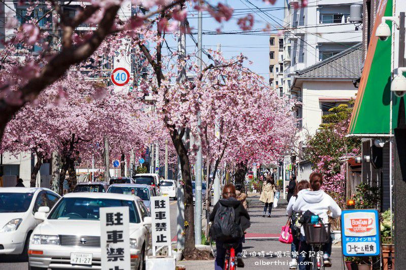 名古屋櫻花．地鐵高岳站泉二丁目（賞櫻之幸福櫻花大道） @愛伯特