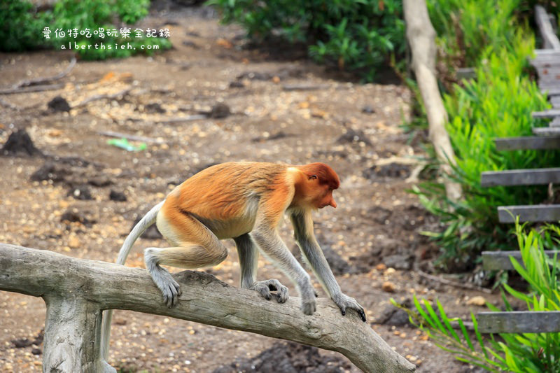 馬來西亞沙巴景點．山打根：拉卜灣長鼻猴保護區（18禁之野外實境秀） @愛伯特