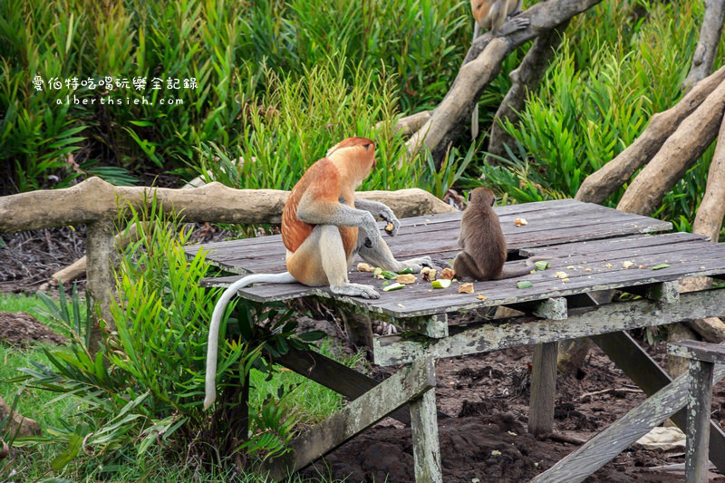 馬來西亞沙巴景點．山打根：拉卜灣長鼻猴保護區（18禁之野外實境秀） @愛伯特