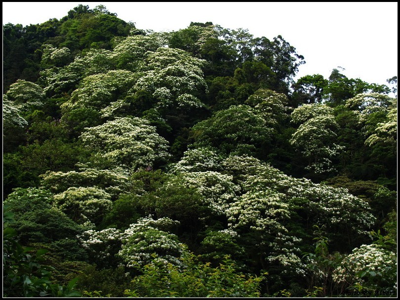 【油桐花】桃園大溪．金面山油桐花 @愛伯特