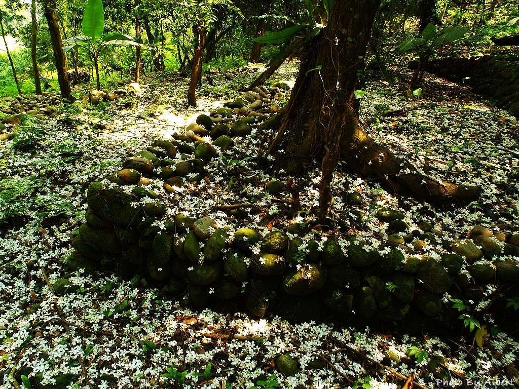 十一指古道．桃園大溪油桐花（滿地都是五月雪的古道） @愛伯特