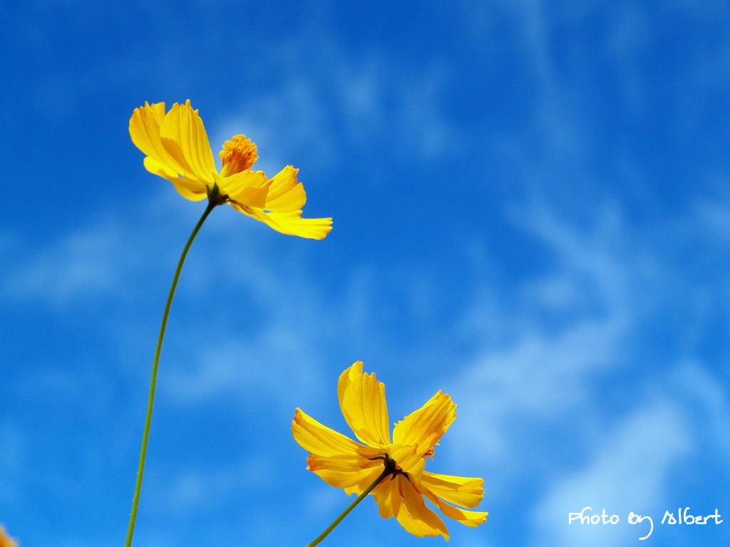 【花賞】桃園大溪．秋冬季花賞（波斯菊） @愛伯特