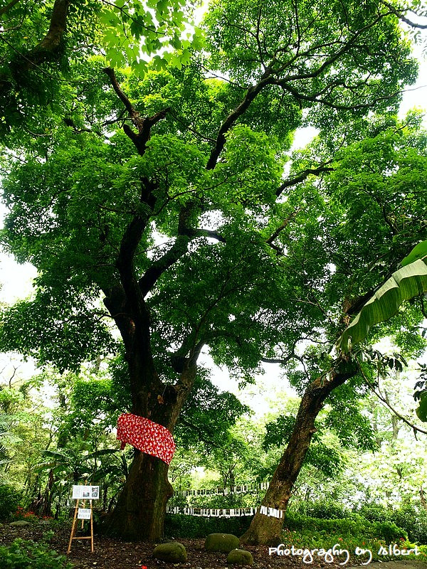 【油桐花】桃園大溪．十一指古道（110507遇見滿地桐花） @愛伯特