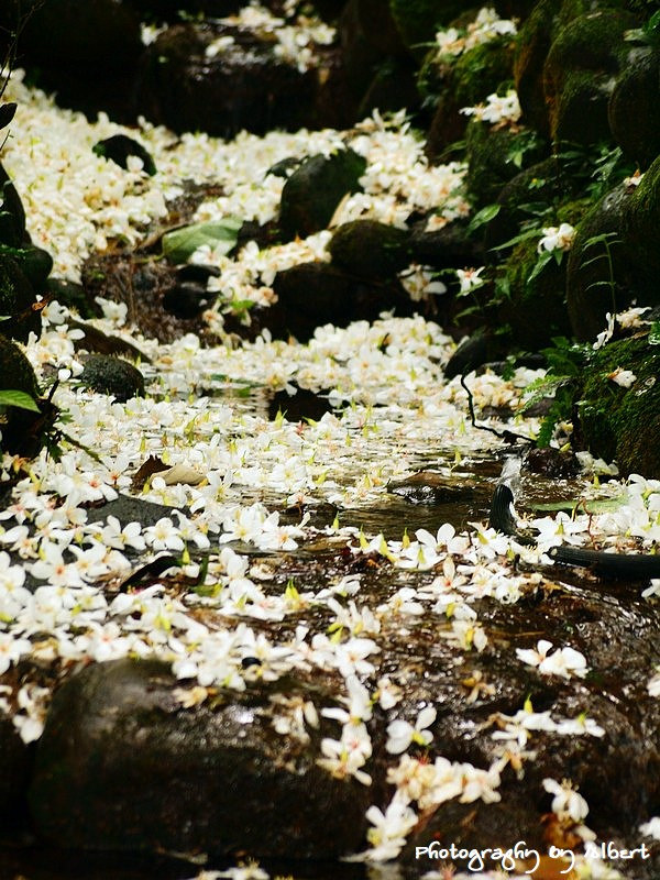 【油桐花】桃園大溪．十一指古道（110507遇見滿地桐花） @愛伯特