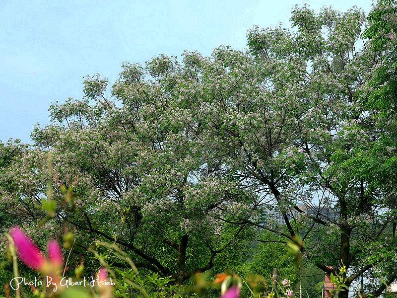 苦楝花．桃園龜山振興路（苦楝紫花浪漫大道） @愛伯特