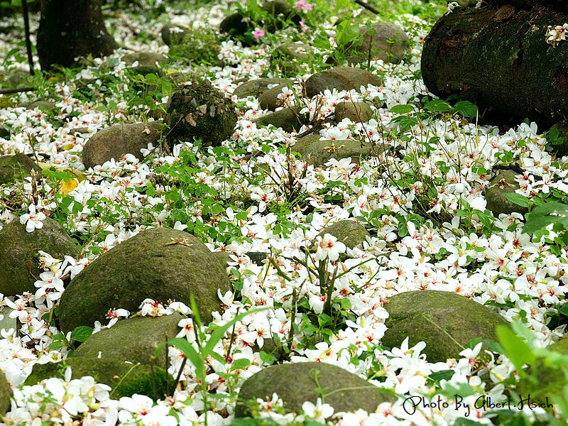 【油桐花】桃園大溪．十一指古道（整條古道都是灑落的油桐花瓣） @愛伯特