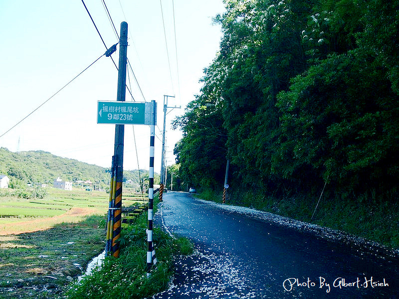 楓樹村．桃園龜山油桐花（遇見鄉間小路的油桐花） @愛伯特