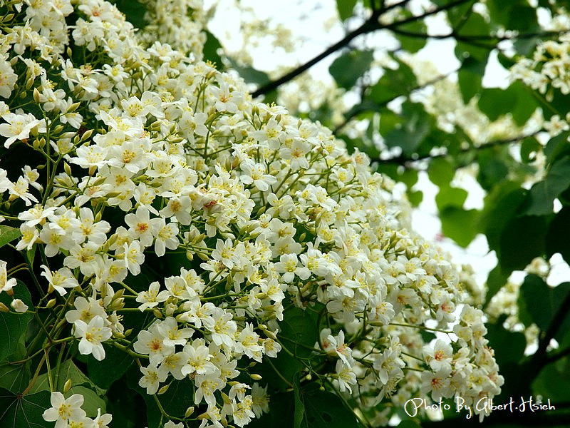 民有路．桃園龍潭油桐花（美麗的油桐花大道） @愛伯特