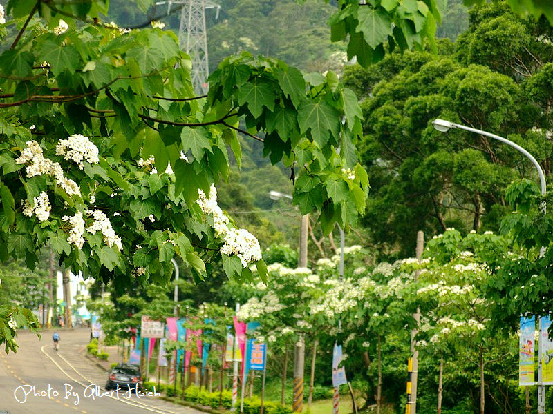 民有路．桃園龍潭油桐花（美麗的油桐花大道） @愛伯特