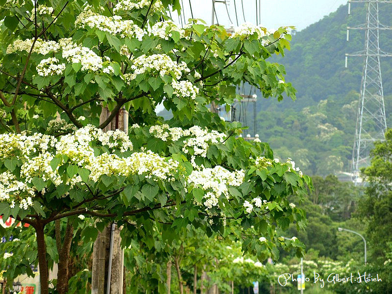 民有路．桃園龍潭油桐花（美麗的油桐花大道） @愛伯特