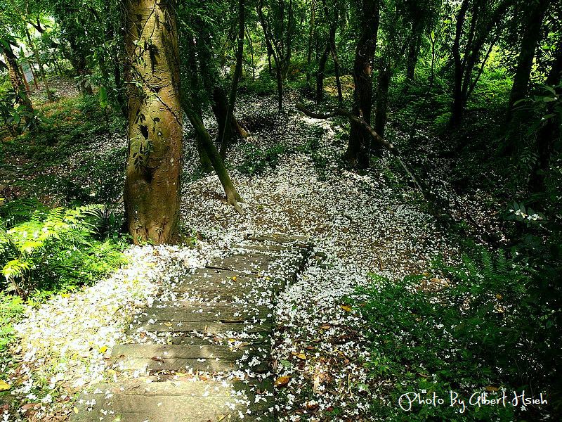 【油桐花】桃園大溪．十一指古道（整條古道都是灑落的油桐花瓣） @愛伯特