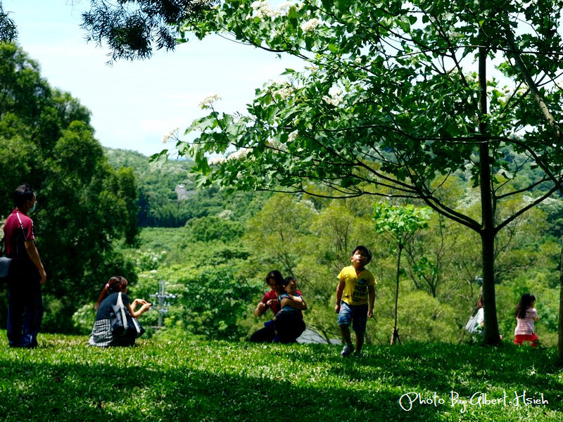 【油桐花】苗栗頭屋．薰衣草森林（在薰衣草森林中遇見油桐花） @愛伯特