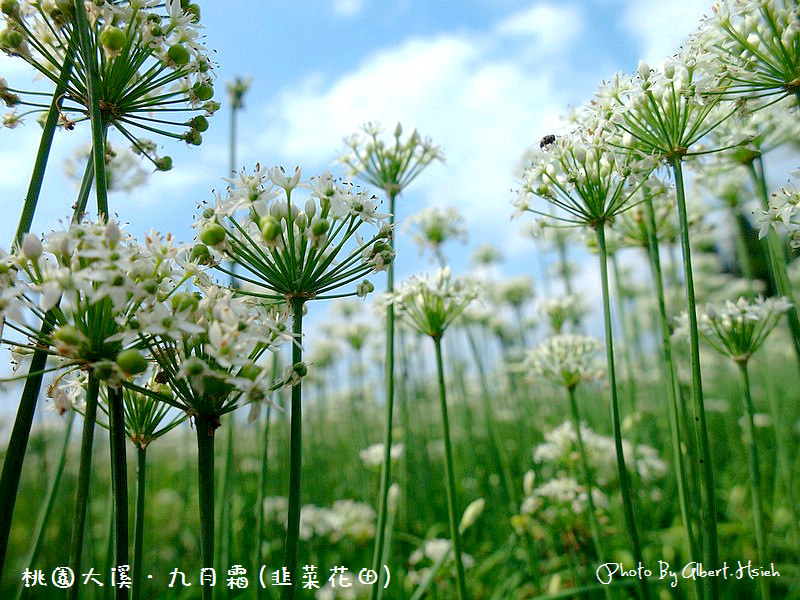 2022桃園韭菜花節．大溪韭月雪（九月雪賞花花期，活動交通地址，一日遊推薦） @愛伯特