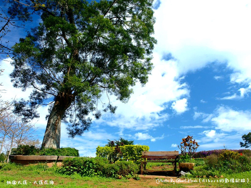 桃園大溪．大溪花海（媲美日本北海道美景） @愛伯特