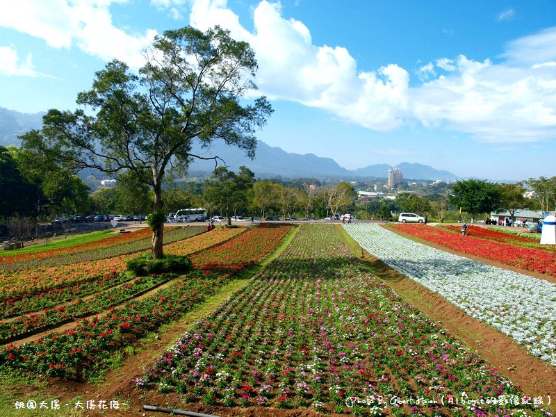 桃園大溪．大溪花海（媲美日本北海道美景） @愛伯特