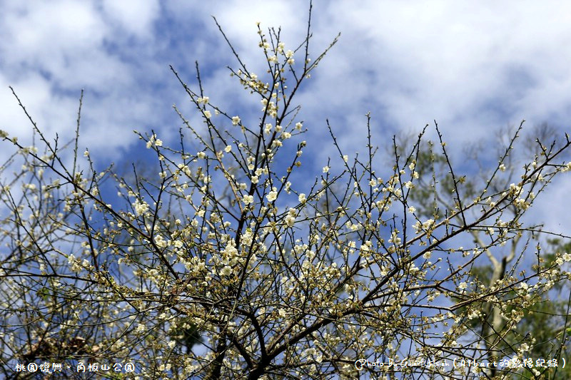 【梅花】桃園復興．角板山（藍天搭配梅花令人放鬆的景色） @愛伯特