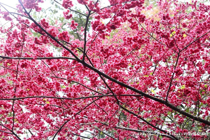 【櫻花】桃園復興．東眼山成福道路(桃119線)（美麗的山櫻花） @愛伯特