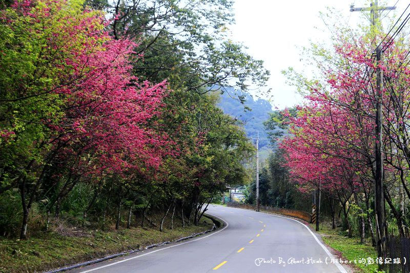 【櫻花】桃園復興．東眼山成福道路(桃119線)（美麗的山櫻花） @愛伯特