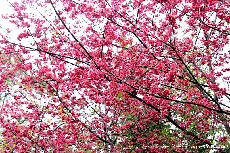 【櫻花】桃園復興．東眼山成福道路(桃119線)（美麗的山櫻花） @愛伯特