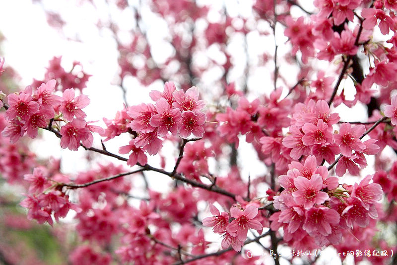 【櫻花】桃園龜山．壽山櫻花園（可以祈福兼賞櫻的好地方） @愛伯特