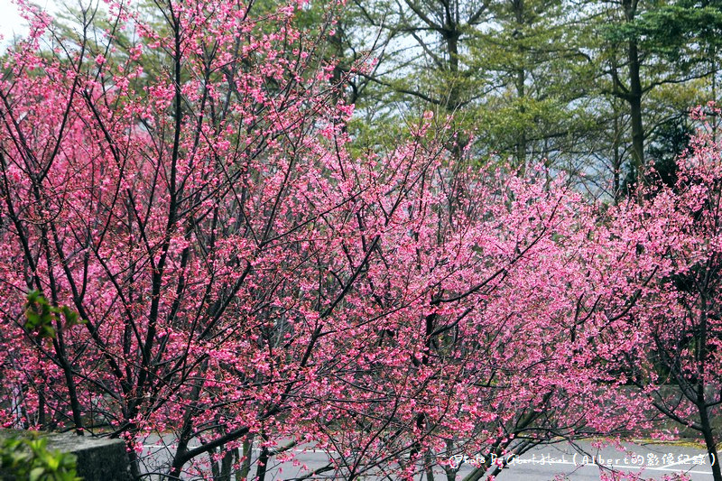 【櫻花】桃園龜山．壽山櫻花園（可以祈福兼賞櫻的好地方） @愛伯特