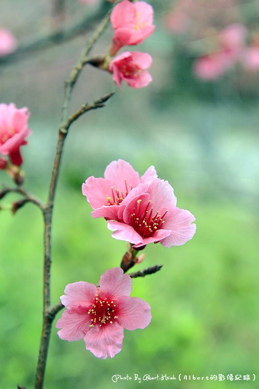 【櫻花】桃園龜山．壽山櫻花園（可以祈福兼賞櫻的好地方） @愛伯特