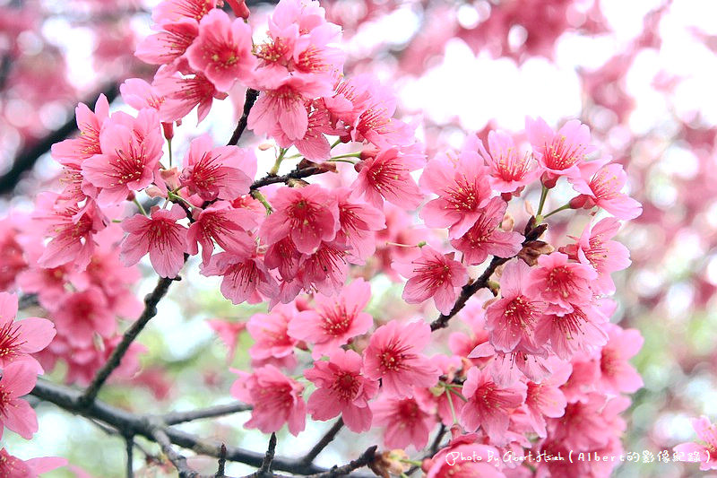 【櫻花】桃園龜山．壽山櫻花園（可以祈福兼賞櫻的好地方） @愛伯特