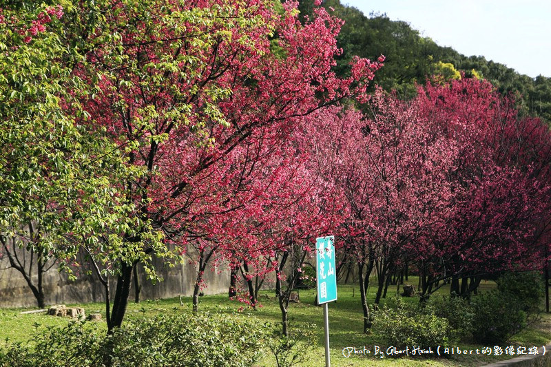 【櫻花】桃園龜山．壽山櫻花園（可以祈福兼賞櫻的好地方） @愛伯特