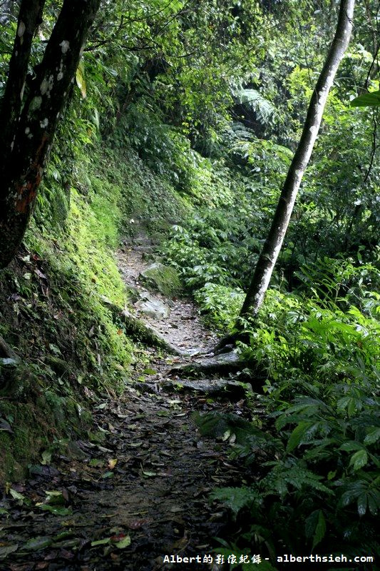 大艽芎古道．桃園大溪景點（綠意盎然的石階古道） @愛伯特