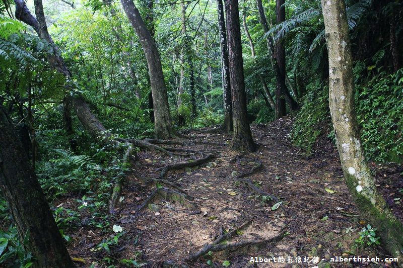 大艽芎古道．桃園大溪景點（綠意盎然的石階古道） @愛伯特