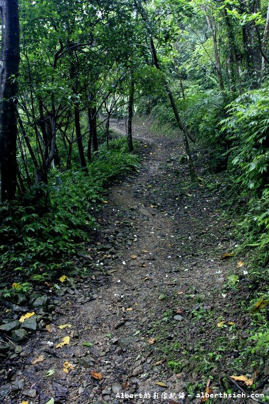 大艽芎古道．桃園大溪景點（綠意盎然的石階古道） @愛伯特