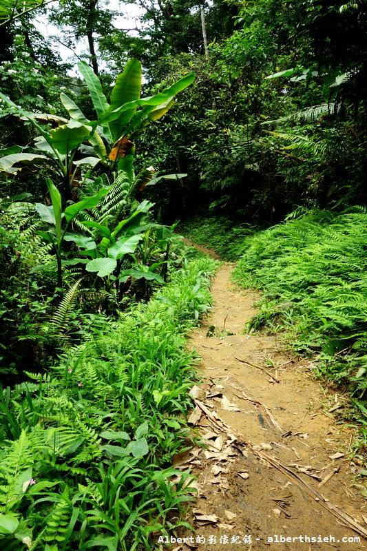 【油桐花】桃園大溪．打鐵寮古道（筆直陡上涼爽的古道） @愛伯特