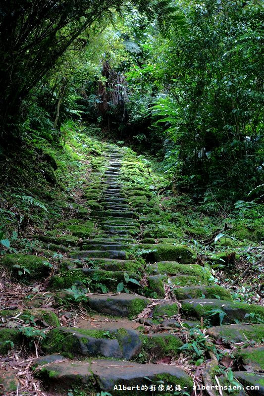 【油桐花】桃園大溪．打鐵寮古道（筆直陡上涼爽的古道） @愛伯特